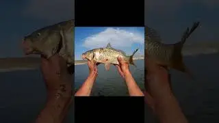 Hera fishing - Carp on Handing PSY 3000 6.3m