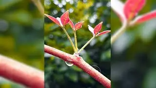 mobile photography
