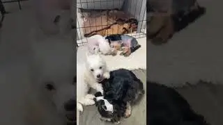 Добыча. Мальчики доступны для бронирования.