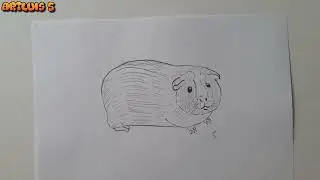 Как нарисовать морскую свинку