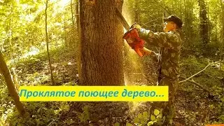 Проклятое Поющее дерево. Резня бензопилой.