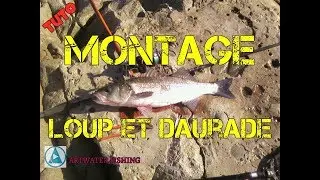 Pêche en mer Loup et Daurade