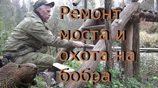 Ремонт моста и охота на бобра