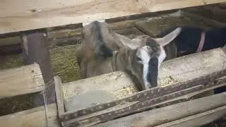 Мне подарили козюлю.