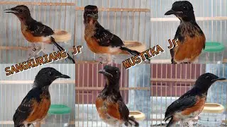 Murai Batu Trotol Jantan Fighter Part 011