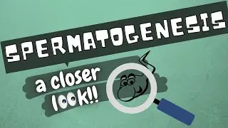 Spermatogenesis | a closer look with detailed explanation