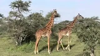 Giraffe Zen: Silent Giants