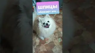 🐾 Наши шпицы обожают это лакомство 🐾 Прошутто для собак #shorts
