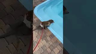 Нырнуть или не стоит ?