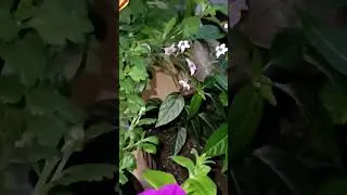 🌿🌿Огород на подоконнике 😊 