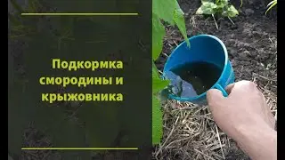 Вторая подкормка смородины и крыжовника.