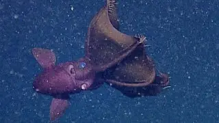 Facts: The Vampire Squid