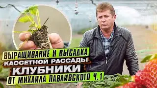 ВЫРАЩИВАНИЕ КЛУБНИКИ РАССАДОЙ. Посадка рассады клубники весной. Клубника от Михаила Павливского Ч.1