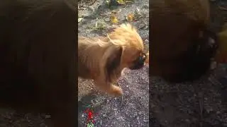 Сонечка огородница. Вегитарианка вышла на охоту 💕🤩😀