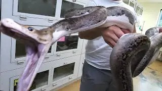 Reticulated Python, The Best Pet Snake? Snake Bite