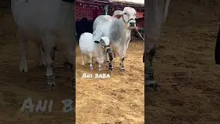 Subhanallah khubsurat #cowmandi #mandi #mandi2023 #mandikadewana #cowlover #mkd #cow #farm