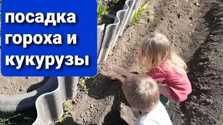 посадка гороха и кукурузы#сад и огород