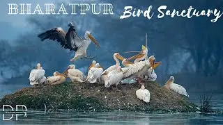 Cycling through Bharatpur Bird Sanctuary | Keoladeo National Park | 4K