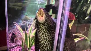 Fish: Plecostomus or Algae Eater | 8 inches long