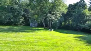 dogs and drone