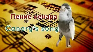 Пение кенара🐦/Canary's song🐦