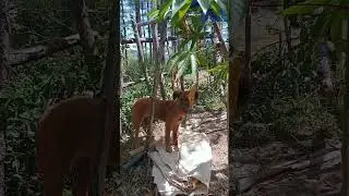 TENANG...