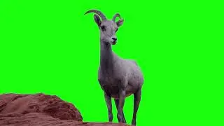 Green Screen Animals Collection | No Copyright | Animals Green Screen Video
