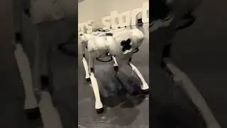 Astro had so much fun dancing at Girls Rock Science! #robot #robotdog #robotics