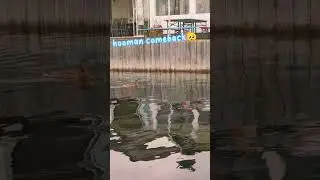 Feed me hooman🥺🦆#philippines #river #feedshorts #reels #river #ytshorts #youtubeshorts #cuteducks