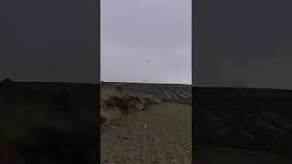 Cuadrillas perdiceras. Parte 3