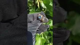 кладдах кольцо с топазом свисс топаз кольцо на помолвку делаем предложение свадьба серьги с топазом