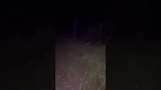 Horrifying forest at night #forest #horror