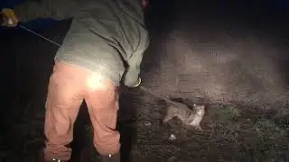 Big Tom Bobcat release