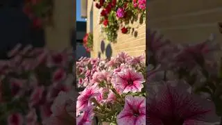 Петуния опера Райспберри Айс#идеидлясада #однолетниецветы #цветущая  /Ленинградская область