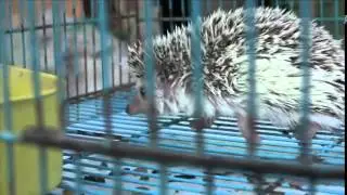 Dierenmarkt Malang