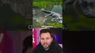 This is how you tell difference between crocodile and alligator 🐊🐊#facts #shorts #short #animals