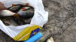Окунь жирует