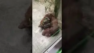 обезьяна 🐒 збижала из зоопарка