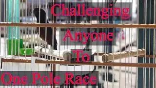 Trinidad bullfinch challenge