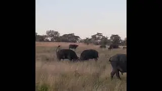Mocking fight