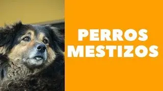 Perros mestizos