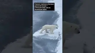 Этот белый мишка использует физику, чтобы пересечь тонкий лед