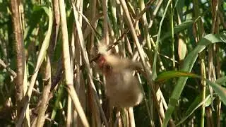 Птенцы малой выпи (волчок)