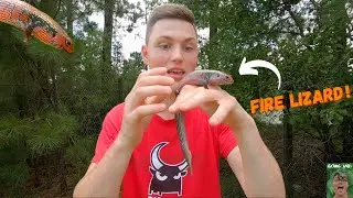 Everything you need to know about the FIRE SKINK! (Fire skink facts)