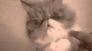 Как кошака будили?