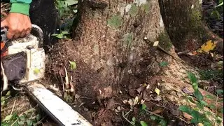 APA NAMA POHON INI DI DAERAH KALIAN ? (video portrait)