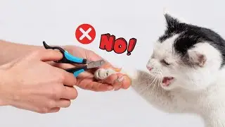 10 things NOT to do a CAT  | Avoid these mistakes