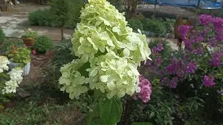 Мои гортензии🌺 после дождя.