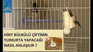 Hint Bülbülü Çiftinin Yumurta Yapacağı Nasıl Anlaşılır ?