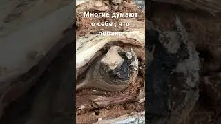 Многие думают о себе , что попало ..#думать #ум #любовьксебе